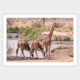 Serengeti Giraffe #7 Sticker